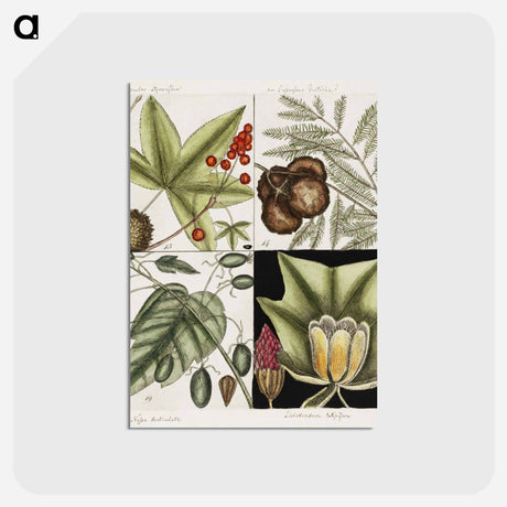 アートポストカード-Natural History of Carolina Trees
 - マーク ケイツビー Postcard.