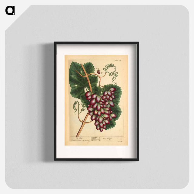 アートポスター-Vitis vinifera
 - 国立医学図書館 Poster.