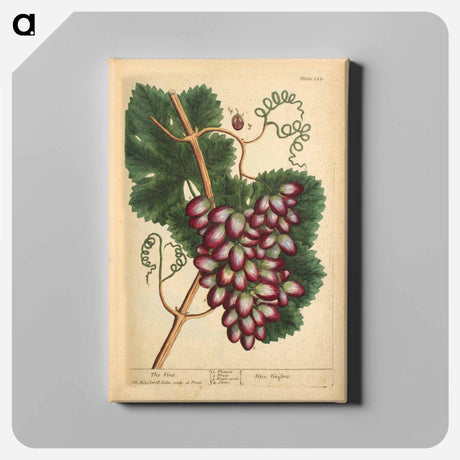 アートパネル-Vitis vinifera
 - 国立医学図書館 Canvas.