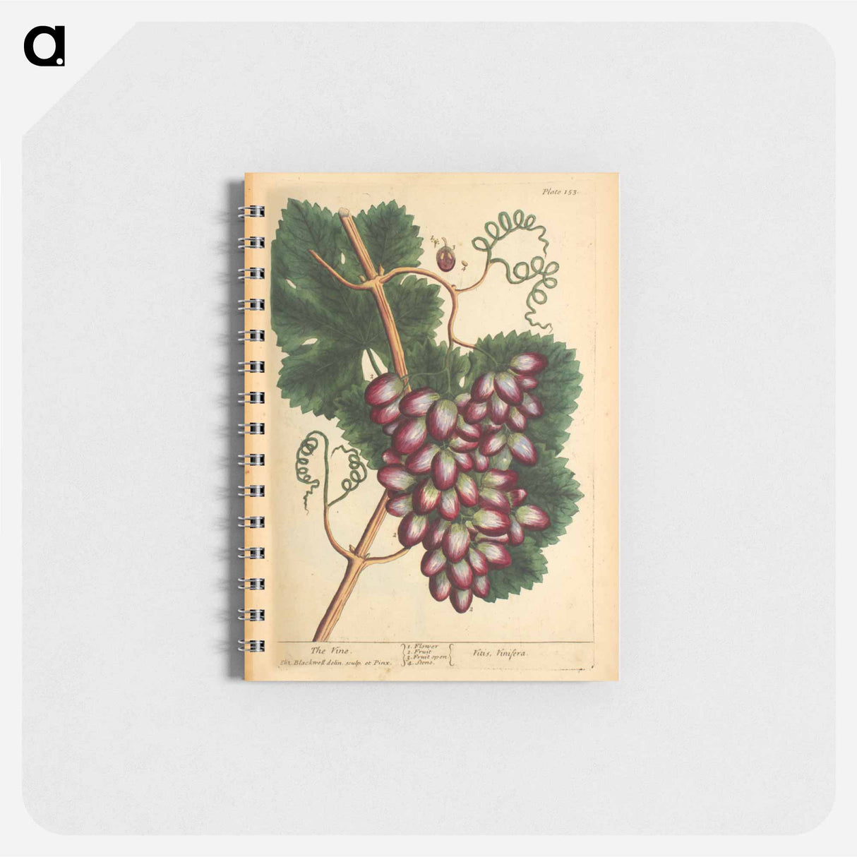 アートメモ帳-Vitis vinifera
 - 国立医学図書館 Memo.
