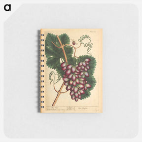 アートメモ帳-Vitis vinifera
 - 国立医学図書館 Memo.