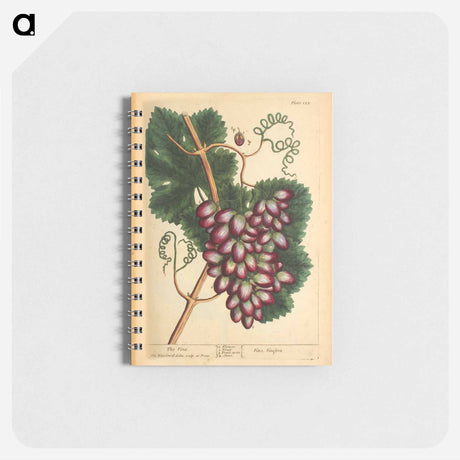 アートメモ帳-Vitis vinifera
 - 国立医学図書館 Memo.