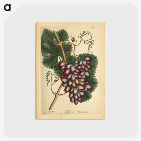 2-60_National-Library-of-Medicine_postcard