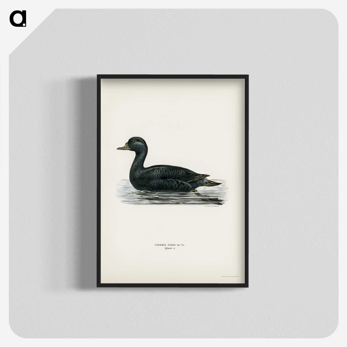 2-60_Svenska-Faglar_blk-crop