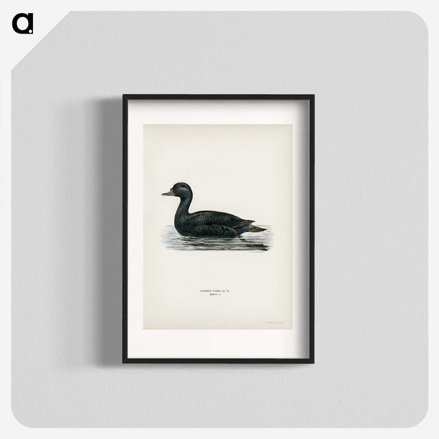 2-60_Svenska-Faglar_blk