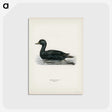 2-60_Svenska-Faglar_postcard