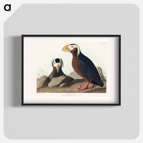 アートポスター-Tufted Auk from Birds of America
 - アメリカの鳥たち Poster.