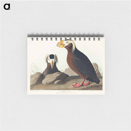 アートメモ帳-Tufted Auk from Birds of America
 - アメリカの鳥たち Memo.