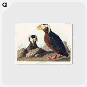 アートポストカード-Tufted Auk from Birds of America
 - アメリカの鳥たち Postcard.