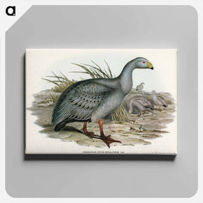 アートパネル-Cereopsis Goose
 - オーストラリアの鳥 Canvas.