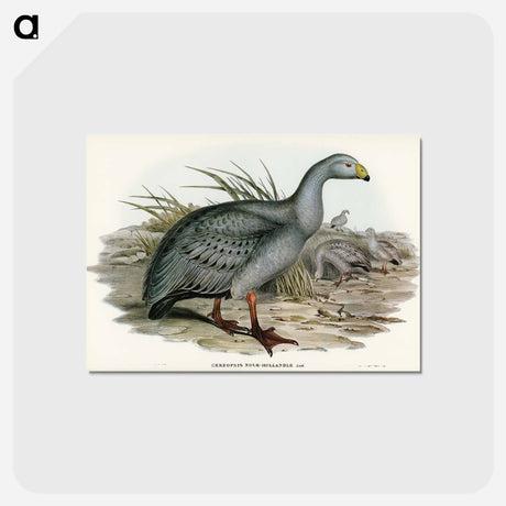 アートポストカード-Cereopsis Goose
 - オーストラリアの鳥 Postcard.