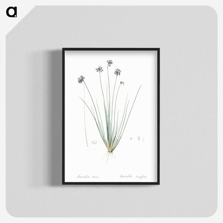 2-60_The-Lilies_blk-crop