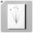 2-60_The-Lilies_canvas