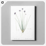 2-60_The-Lilies_canvas