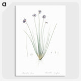 2-60_The-Lilies_picture-crop