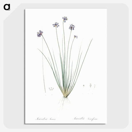 2-60_The-Lilies_picture-crop
