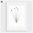 2-60_The-Lilies_picture