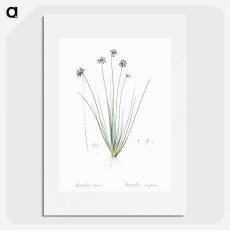 2-60_The-Lilies_picture