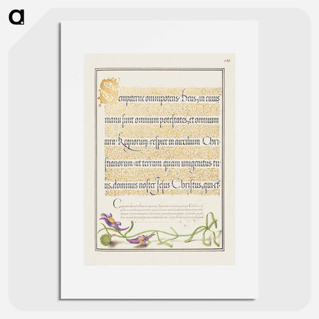 アートポスター-Toadflax from Mira Calligraphiae Monumenta
 - 書道のお手本 Poster.