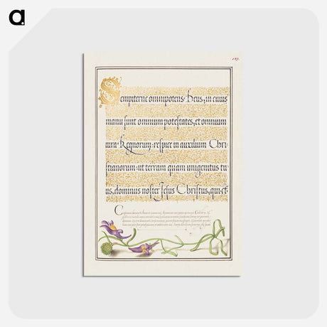 アートポストカード-Toadflax from Mira Calligraphiae Monumenta
 - 書道のお手本 Postcard.