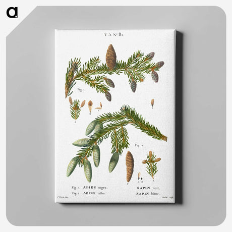2-60_Treatise-on-Trees-and-Shrubs_canvas