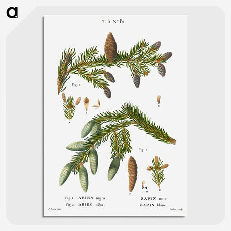 2-60_Treatise-on-Trees-and-Shrubs_picture-crop