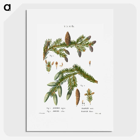 2-60_Treatise-on-Trees-and-Shrubs_picture