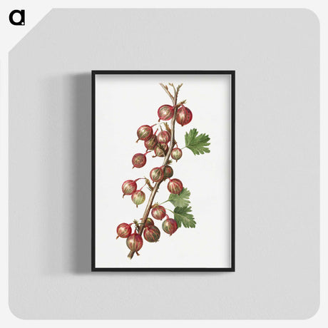 2-60_USDA-Watercolor-Fruit-Painting-Collection_blk-crop