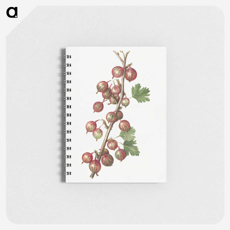 2-60_USDA-Watercolor-Fruit-Painting-Collection_memo
