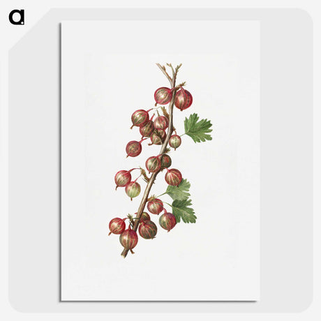 2-60_USDA-Watercolor-Fruit-Painting-Collection_picture