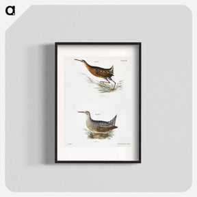 アートポスター-Saltwater Meadow-hen (Rallus elegans)  Freshwater Meadow-hen (Rallus crepitans) - ニューヨークの動物学 Poster.