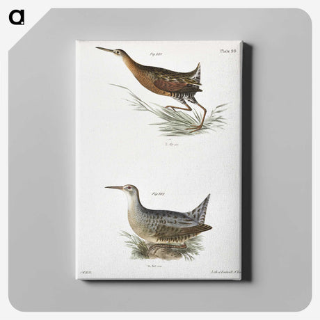 2-60_Zoology-of-New-York_canvas