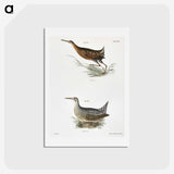 2-60_Zoology-of-New-York_hagaki