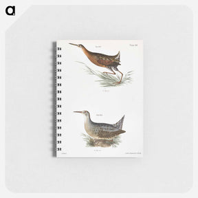 アートメモ帳-Saltwater Meadow-hen (Rallus elegans)  Freshwater Meadow-hen (Rallus crepitans) - ニューヨークの動物学 Memo.