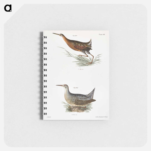 Saltwater Meadow-hen (Rallus elegans)  Freshwater Meadow-hen (Rallus crepitans) - ニューヨークの動物学 Memo.