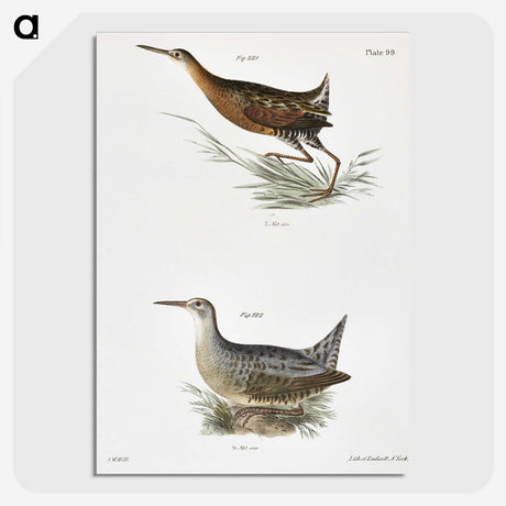 2-60_Zoology-of-New-York_picture-crop