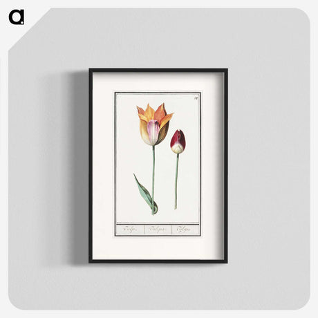 2-61_Anselmus-Boetius-de-Boodt_blk