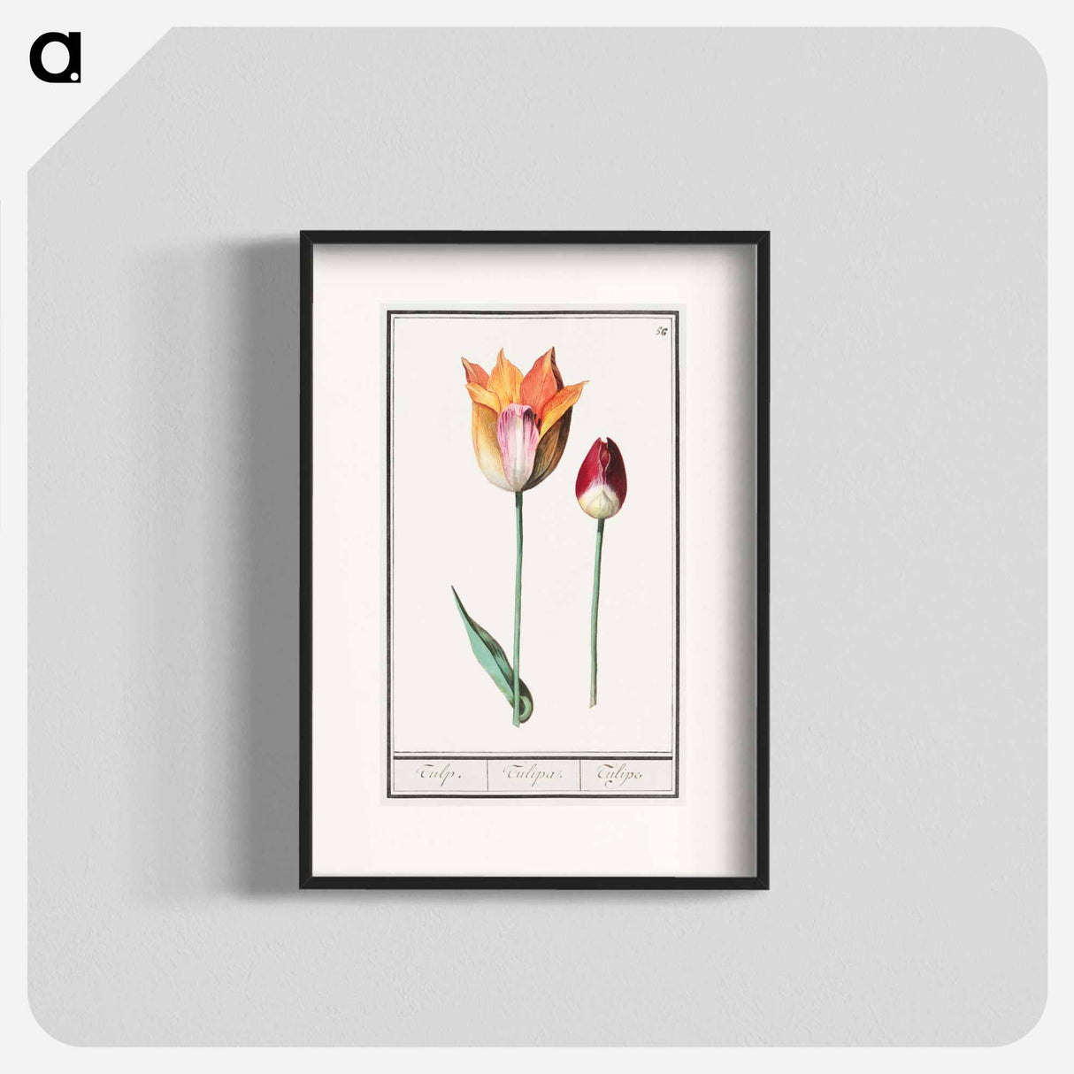 Tulip - アンセルムス ボエティウス デ ブート Poster.
