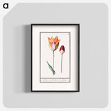 Tulip - アンセルムス ボエティウス デ ブート Poster.