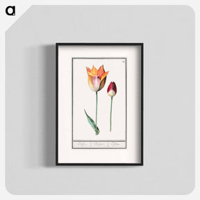 アートポスター-Tulip - アンセルムス ボエティウス デ ブート Poster.