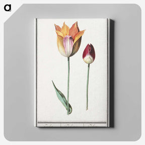 2-61_Anselmus-Boetius-de-Boodt_canvas