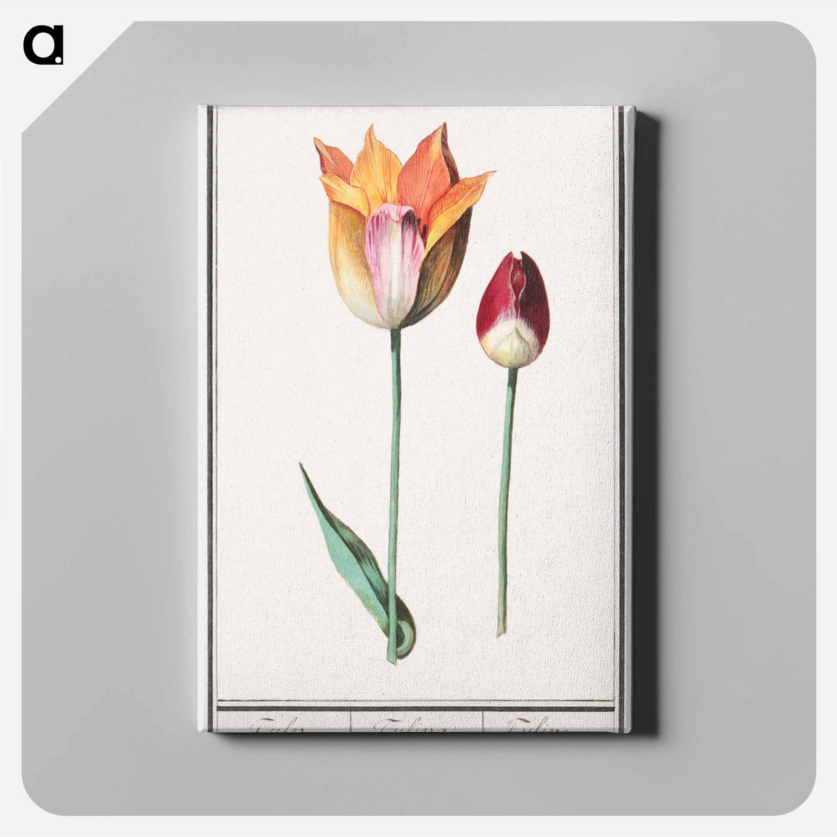 Tulip - アンセルムス ボエティウス デ ブート Canvas.