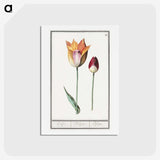 2-61_Anselmus-Boetius-de-Boodt_hagaki