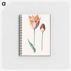アートメモ帳-Tulip - アンセルムス ボエティウス デ ブート Memo.