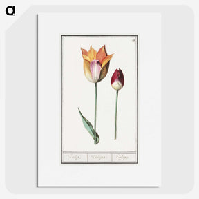 2-61_Anselmus-Boetius-de-Boodt_picture