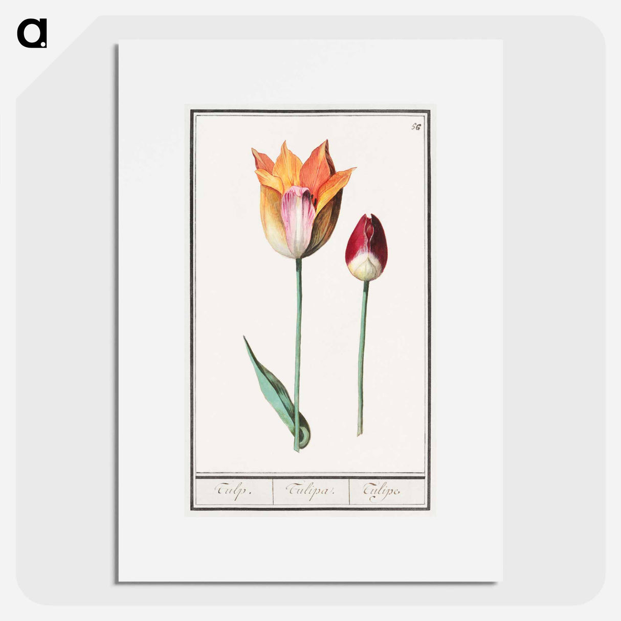 Tulip - アンセルムス ボエティウス デ ブート Poster.