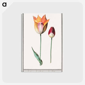 アートポストカード-Tulip - アンセルムス ボエティウス デ ブート Postcard.