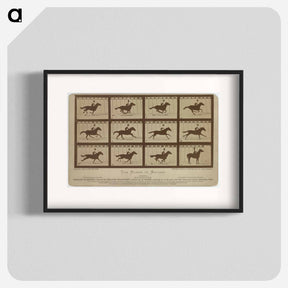 アートポスター-The Horse in Motion
 - エドワード マイブリッジ Poster.