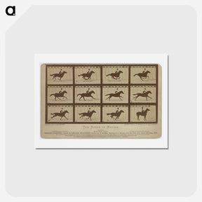 アートポストカード-The Horse in Motion
 - エドワード マイブリッジ Postcard.