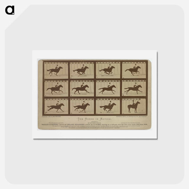 アートポストカード-The Horse in Motion
 - エドワード マイブリッジ Postcard.